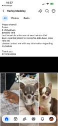Lost Female Dog last seen The cresent, West Rainton, England 