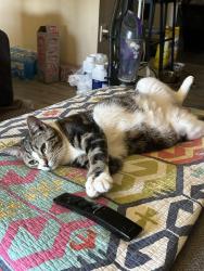 Lost Female Cat last seen Bridle Creekway, Hilliard, OH 43026