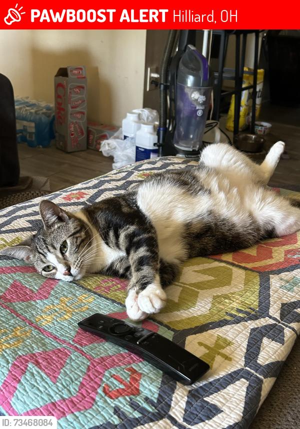 Lost Female Cat last seen Bridle Creekway, Hilliard, OH 43026