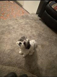 Lost Male Dog last seen S el cerro loop, Los Lunas, NM 87031
