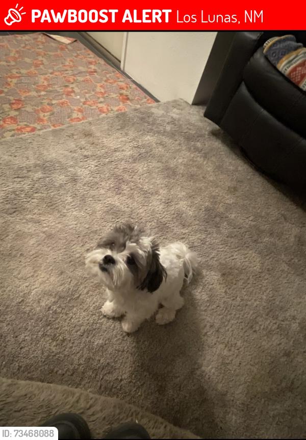 Lost Male Dog last seen S el cerro loop, Los Lunas, NM 87031