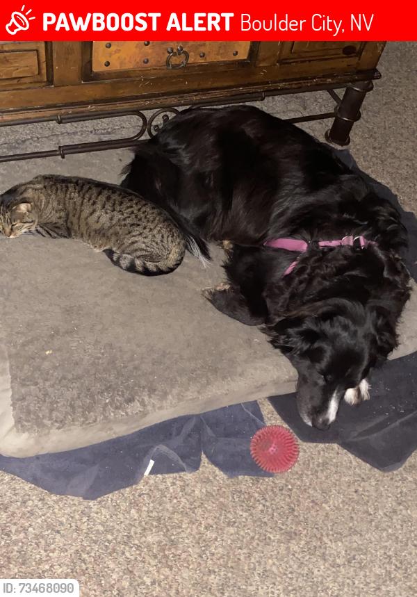 Lost Female Cat last seen Gloria ln., Boulder City, NV 89005