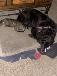 Lost Female Cat last seen Gloria ln., Boulder City, NV 89005