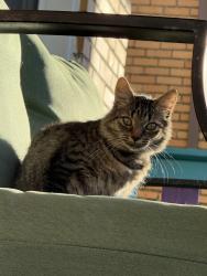 Found/Stray Unknown Cat last seen Alterado, Pittsburgh, PA 15216