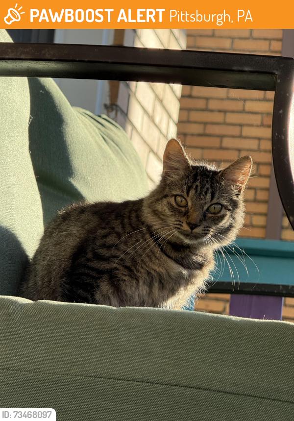 Found/Stray Unknown Cat last seen Alterado, Pittsburgh, PA 15216