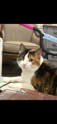 Lost Female Cat last seen Pinedale Place and The Loop, Tyler, TX 75701