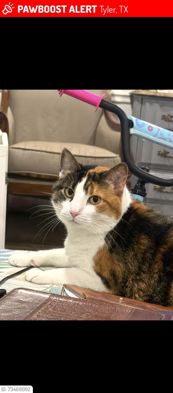 Lost Female Cat last seen Pinedale Place and The Loop, Tyler, TX 75701