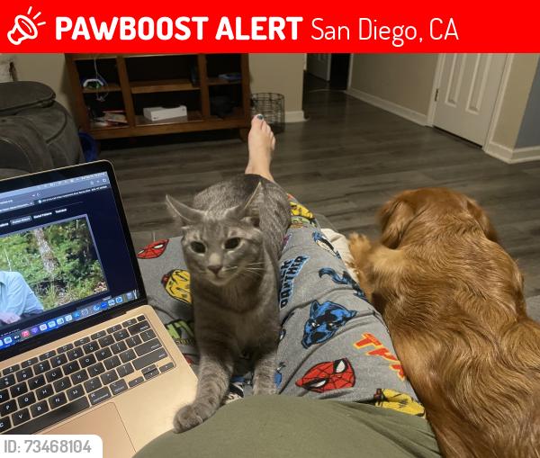 Lost Female Cat last seen Clairmont mesa blvd, San Diego, CA 92124