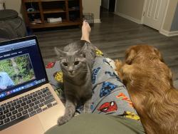 Lost Female Cat last seen Clairmont mesa blvd, San Diego, CA 92124