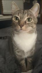 Lost Female Cat last seen W Stones Crossing and Saddle Club Road, Greenwood, IN 46143