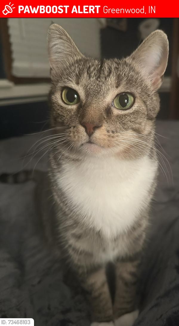 Lost Female Cat last seen W Stones Crossing and Saddle Club Road, Greenwood, IN 46143