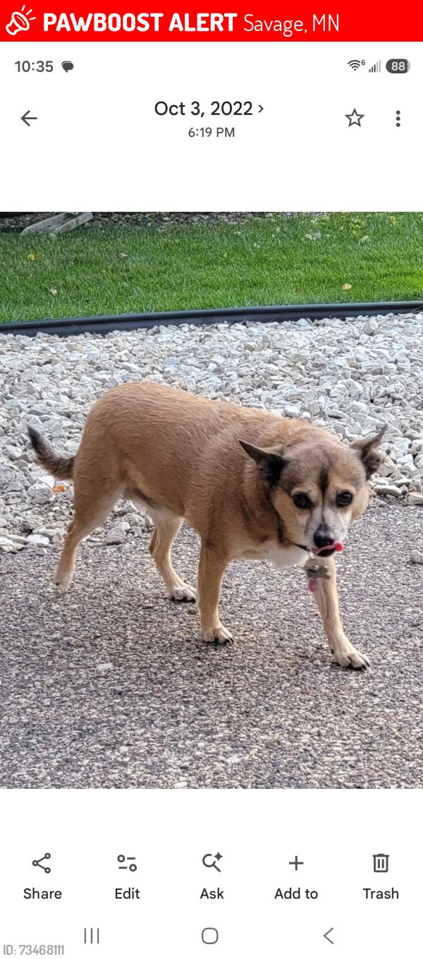 Lost Male Dog last seen Hanrehan and edgewater drive, Savage, MN 55378
