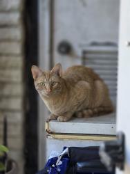 Found/Stray Male Cat last seen Near s Mannheim, Westchester, IL 60154