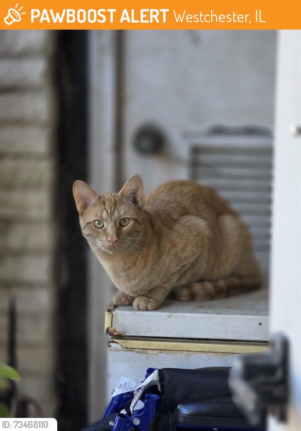 Found/Stray Male Cat last seen Near s Mannheim, Westchester, IL 60154