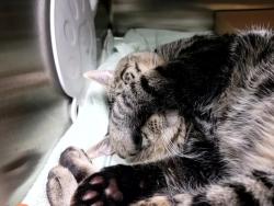 Shelter Stray Male Cat last seen Lafayette Avenue, STATEN ISLAND, NY, 10301, 3139 Veterans Rd W, Staten Island, NY 10309, USA