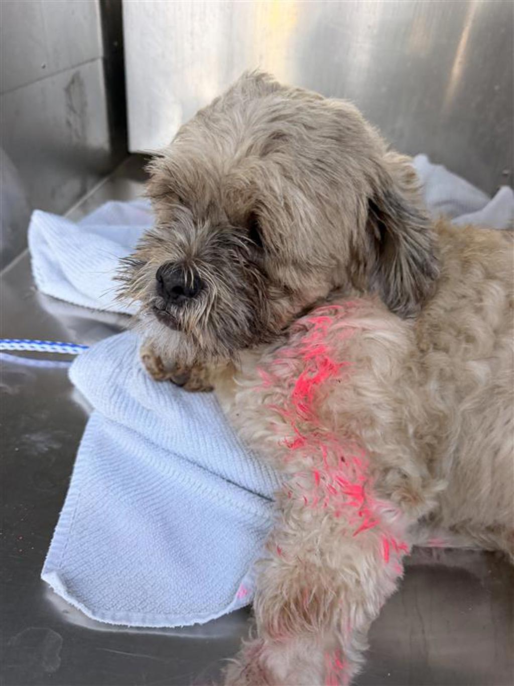 Shelter Stray Male Dog last seen Near E Parmer Lane, AUSTIN, TX, 78753, 7201 Levander Loop bldg a, Austin, TX 78702, USA