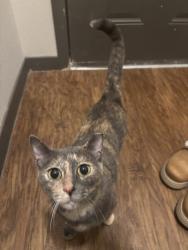 Found/Stray Unknown Cat last seen Grand Ave and Brooks Dr, Sun Prairie, WI 53590
