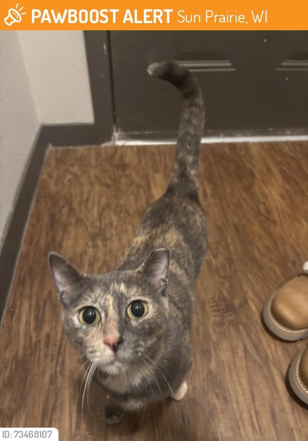 Found/Stray Unknown Cat last seen Grand Ave and Brooks Dr, Sun Prairie, WI 53590