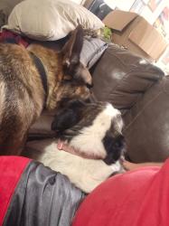 Reunited Female Dog last seen W 45th St, Jacksonville, FL 32209