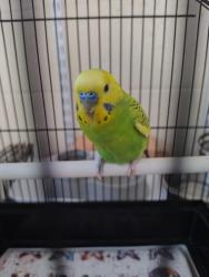Found/Stray Unknown Bird last seen Humane society, Indian River County, FL 32967