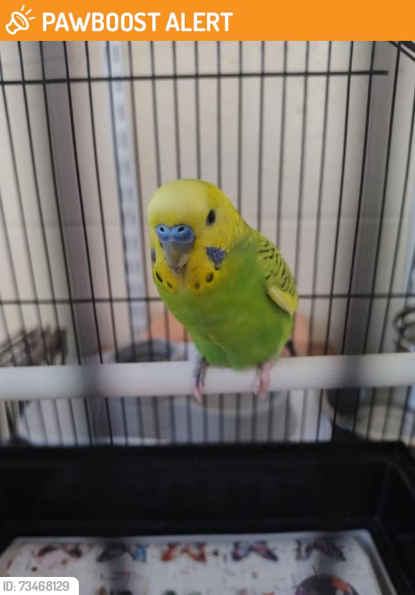 Found/Stray Unknown Bird last seen Humane society, Indian River County, FL 32967