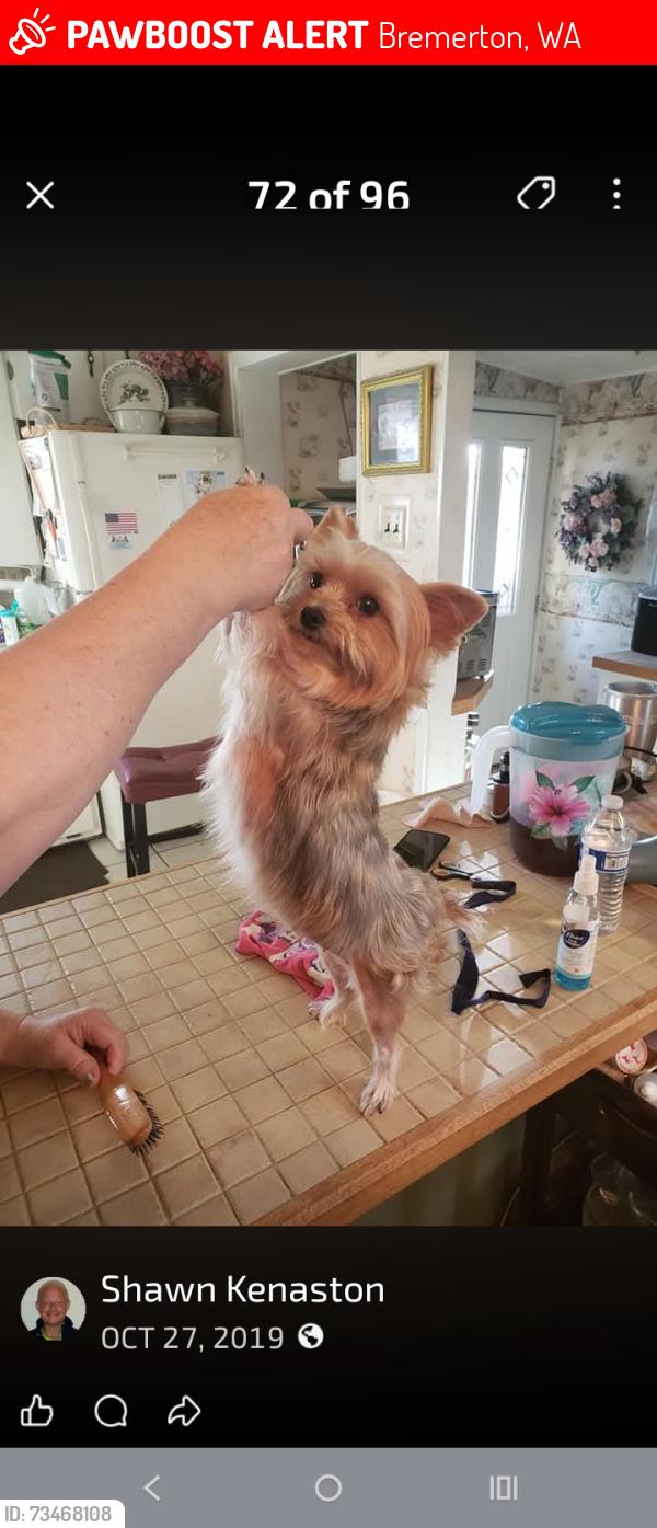 Lost Female Dog last seen Rogers street, Bremerton, WA 98312