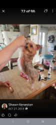 Lost Female Dog last seen Rogers street, Bremerton, WA 98312
