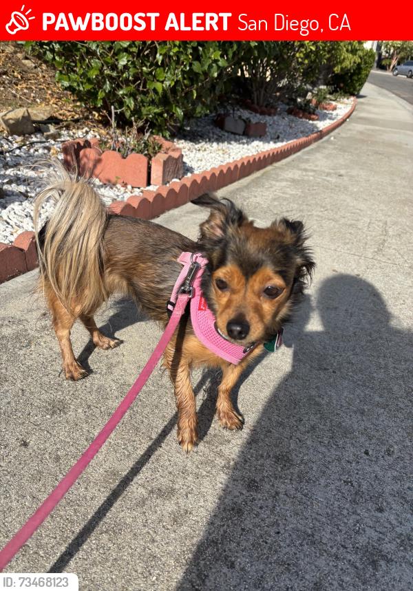 Lost Female Dog last seen Oviedo, San Diego, CA 92129
