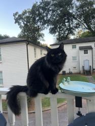 Lost Male Cat last seen My backyard, Atlanta, GA 30317