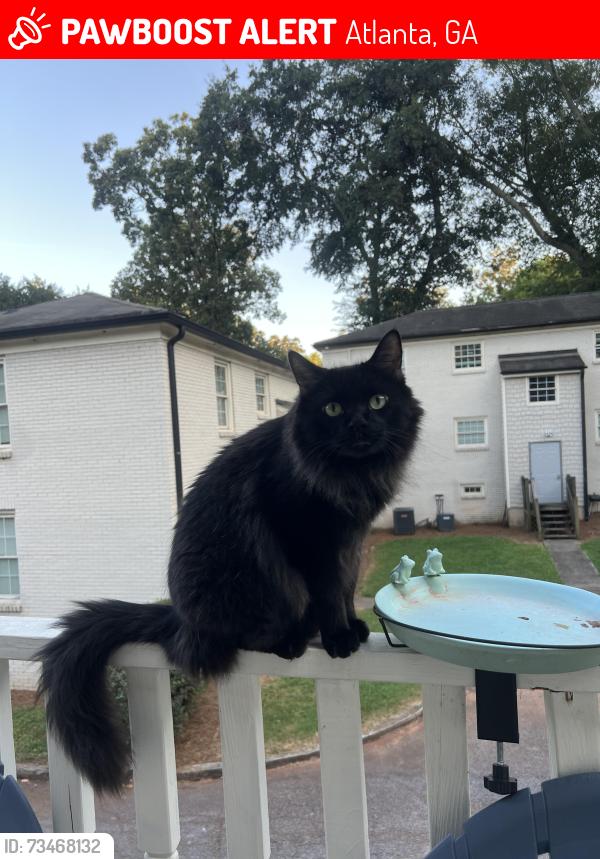 Lost Male Cat last seen My backyard, Atlanta, GA 30317