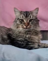 Lost Male Cat last seen Ridge rd west, Brockport, NY 14420