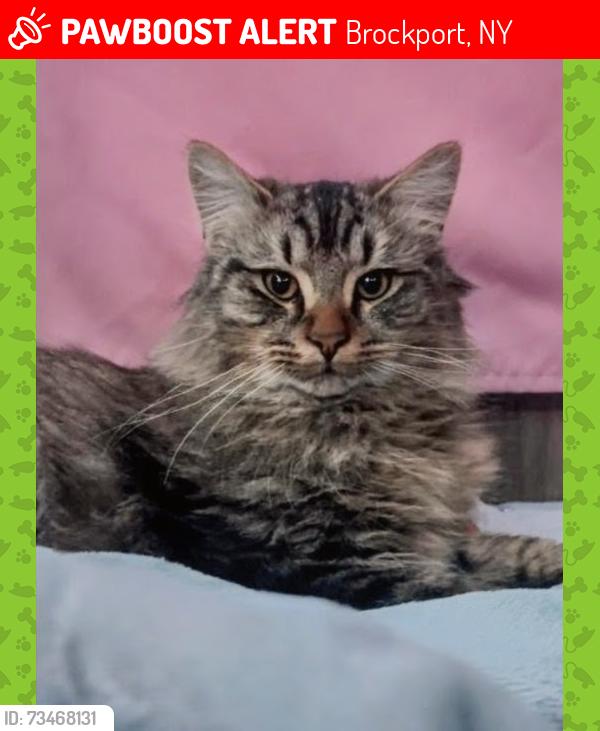 Lost Male Cat last seen Ridge rd west, Brockport, NY 14420