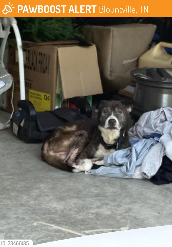 Found/Stray Male Dog last seen Overlook Rd. & Badger Hollow, Blountville, TN 37617