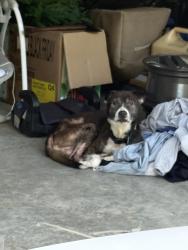 Found/Stray Male Dog last seen Overlook Rd. & Badger Hollow, Blountville, TN 37617