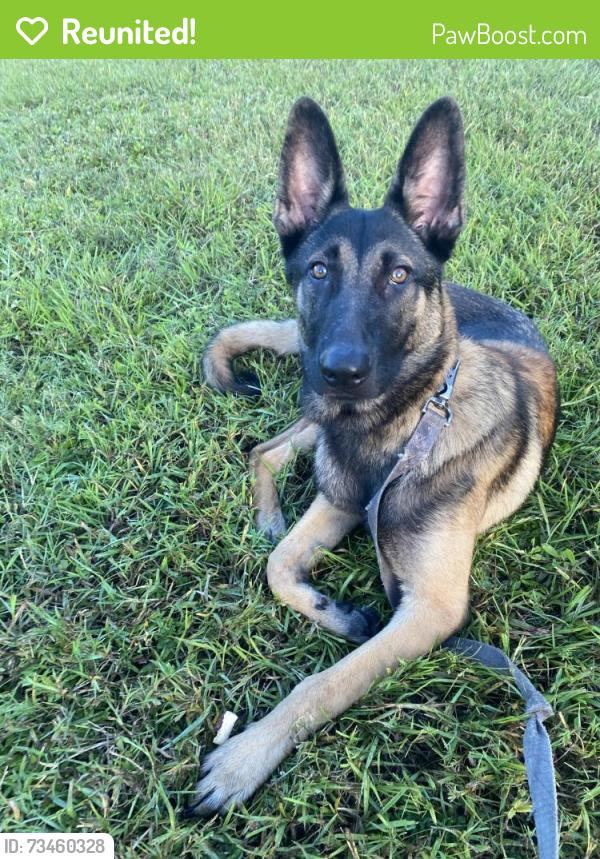 Reunited Male Dog last seen 16th st w, Bradenton, FL 34205