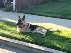 Found/Stray Male Dog last seen Richmond City Hall area, Richmond, CA 94804