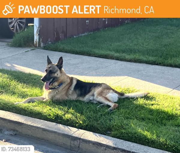Found/Stray Male Dog last seen Richmond City Hall area, Richmond, CA 94804