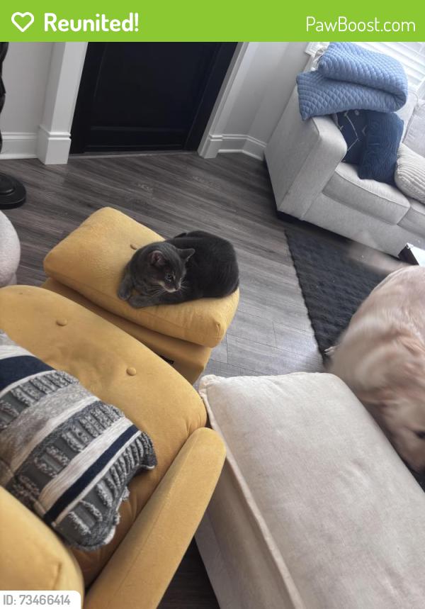 Reunited Male Cat last seen The Villas at Pine Valley - Rawson Rd and Hanging Rock Rd, Boiling Springs, SC 29316