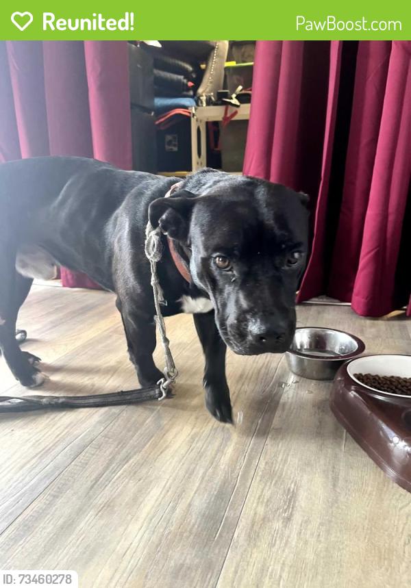 Reunited Male Dog last seen US 19 n Joliet St. Corner of The smoke shop n Brooklyn Bagels, Pasco County, FL 34667