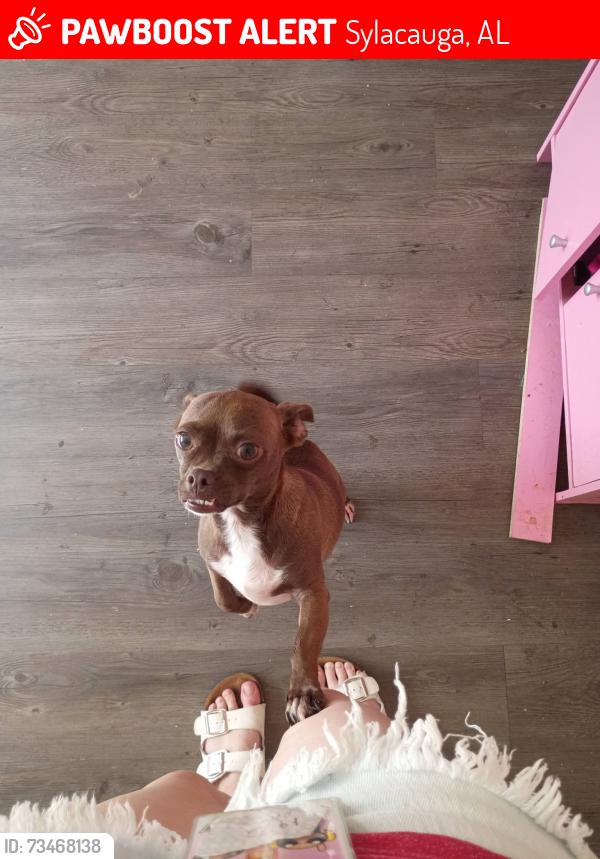 Lost Female Dog last seen Sylacauga Garden Apts. Apt. 104, Sylacauga, AL 35150