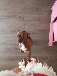 Lost Female Dog last seen Sylacauga Garden Apts. Apt. 104, Sylacauga, AL 35150
