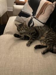 Lost Male Cat last seen 23 Mile Romeo plank, Macomb, MI 48042