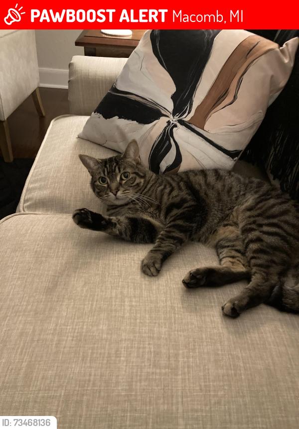Lost Male Cat last seen 23 Mile Romeo plank, Macomb, MI 48042