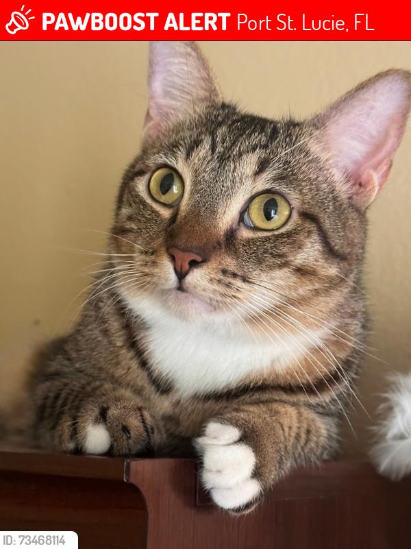 Lost Female Cat last seen SE Berkshire Blvd & Green River Pkwy, Port St. Lucie, FL 34952