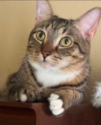 Lost Female Cat last seen SE Berkshire Blvd & Green River Pkwy, Port St. Lucie, FL 34952