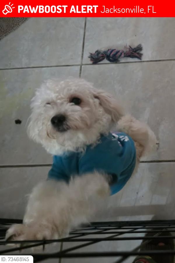Lost Male Dog last seen Century 21 Drive Neighborhoods, Jacksonville, FL 32216