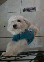 Lost Male Dog last seen Century 21 Drive Neighborhoods, Jacksonville, FL 32216