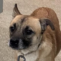 Shelter Stray Male Dog last seen , 8464 Beach Blvd, Jacksonville, FL 32216, USA
