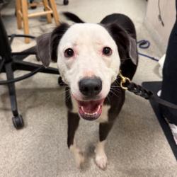 Shelter Stray Female Dog last seen , 8464 Beach Blvd, Jacksonville, FL 32216, USA