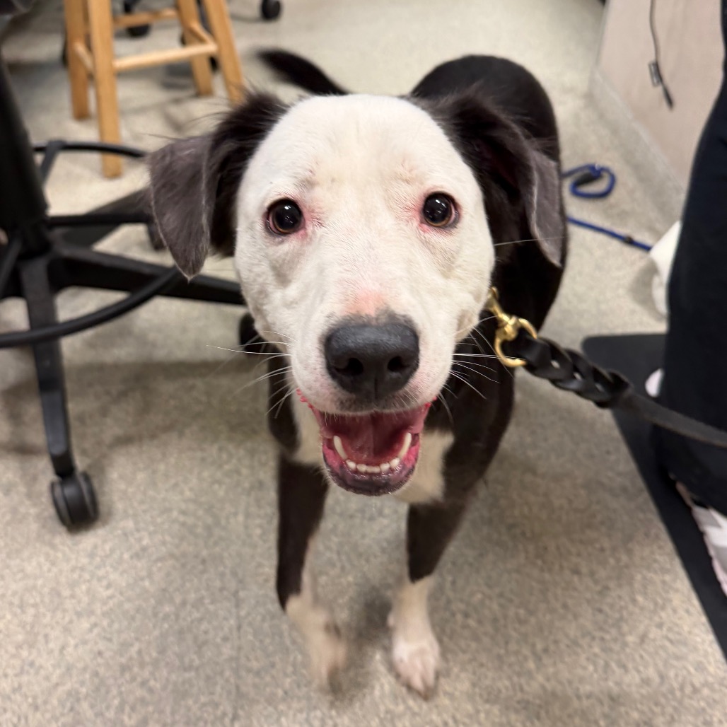 Shelter Stray Female Dog last seen , 8464 Beach Blvd, Jacksonville, FL 32216, USA